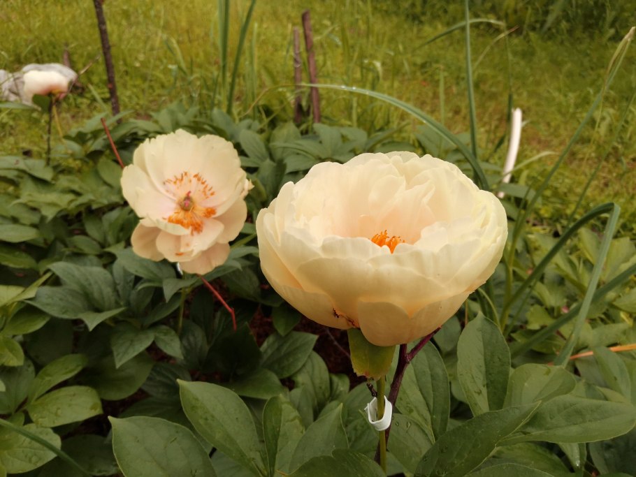 Утюг Rowenta dw5210f1