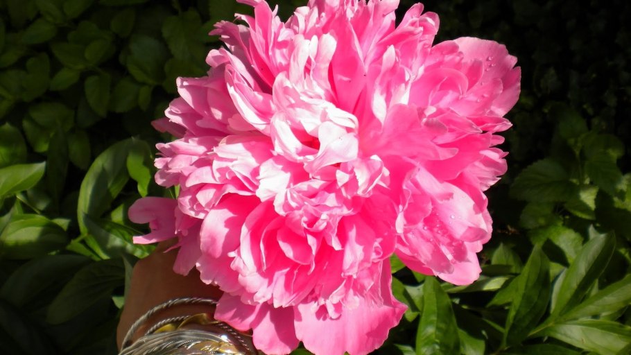 Пион дак Блэк Пепл