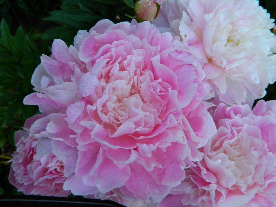 Пион травянистый Весенняя палитра