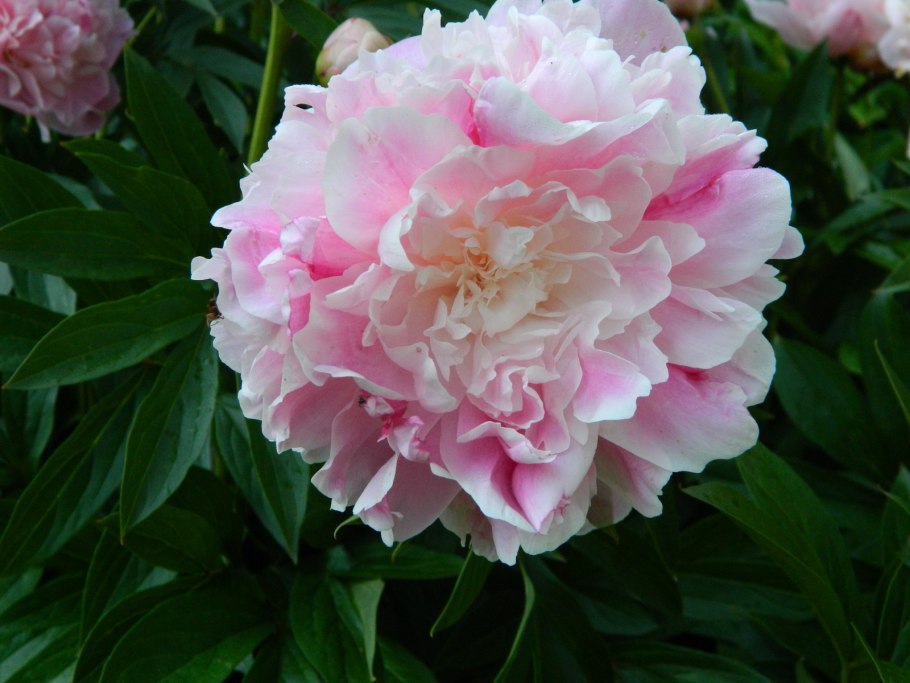 Пион мэдилоун