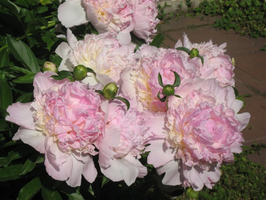 Пион коралловый Феникс