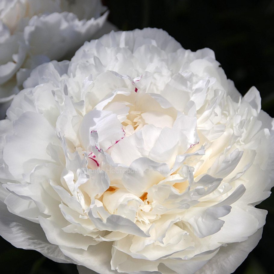 Пион Распберри клоун