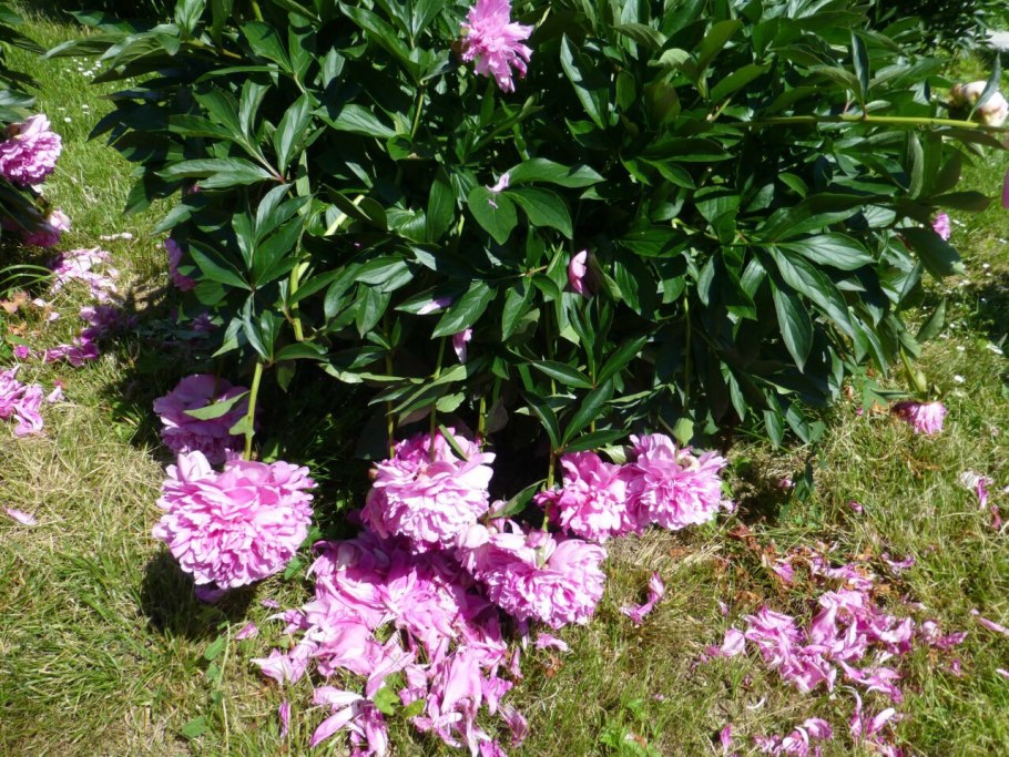 Пион Джокер Paeonia Joker