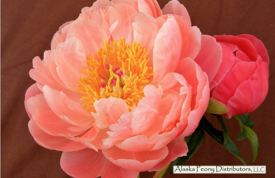 Пион Максимус