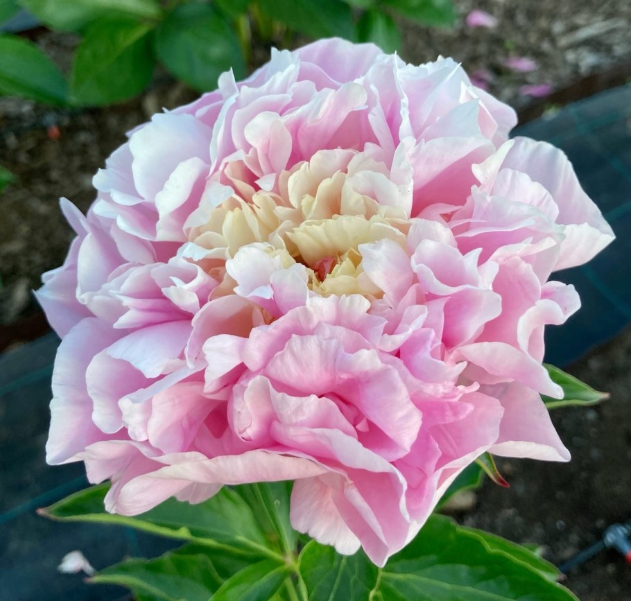 Пион травянистый Пич блоссом Флай Сноу