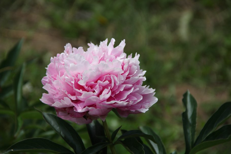 Paeonia Varenka