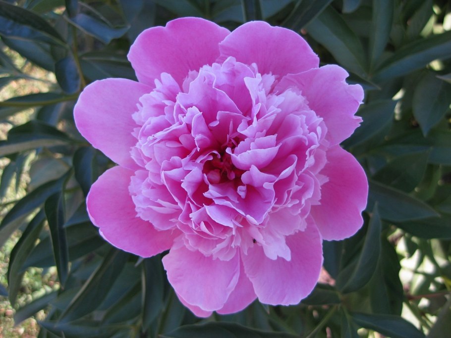 Пион Клемансо