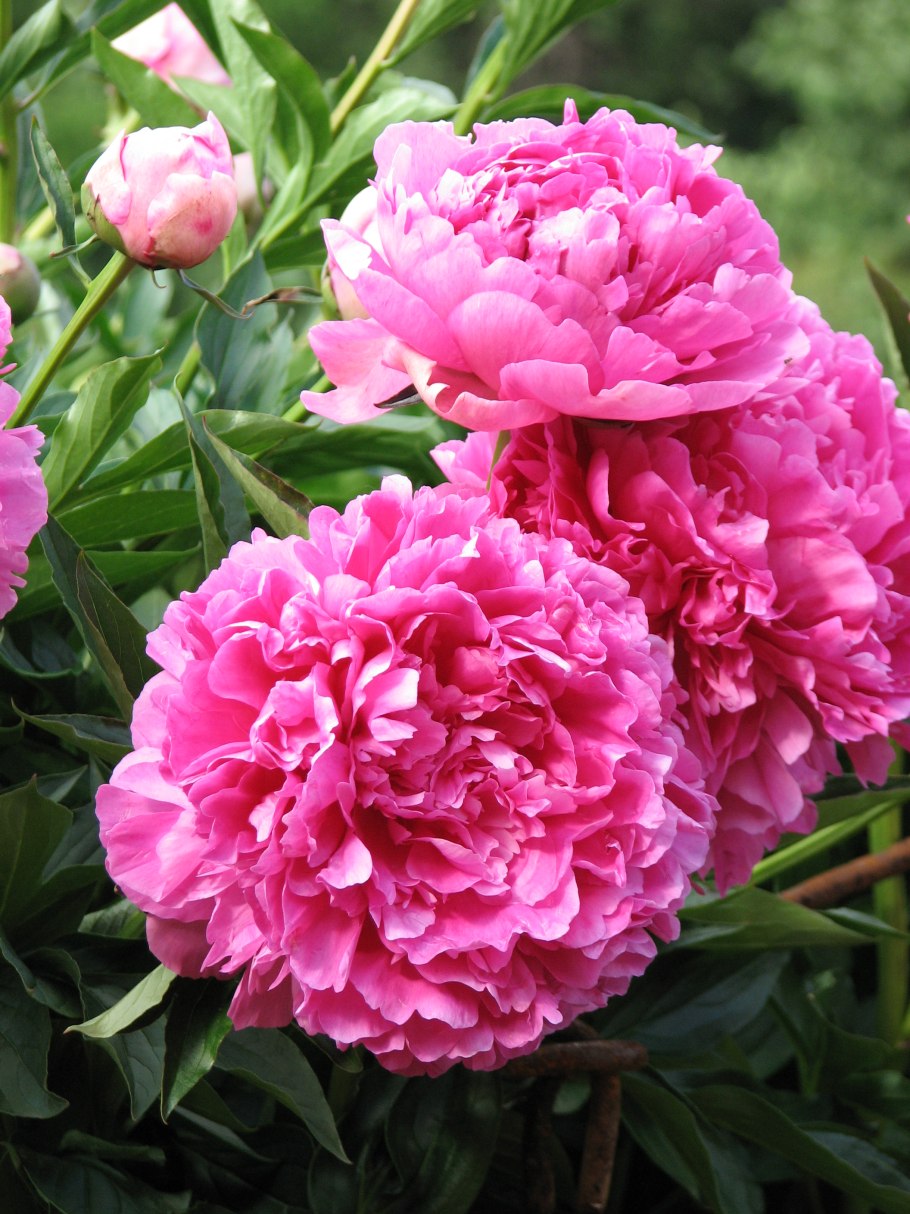 Пион сорт Варенька