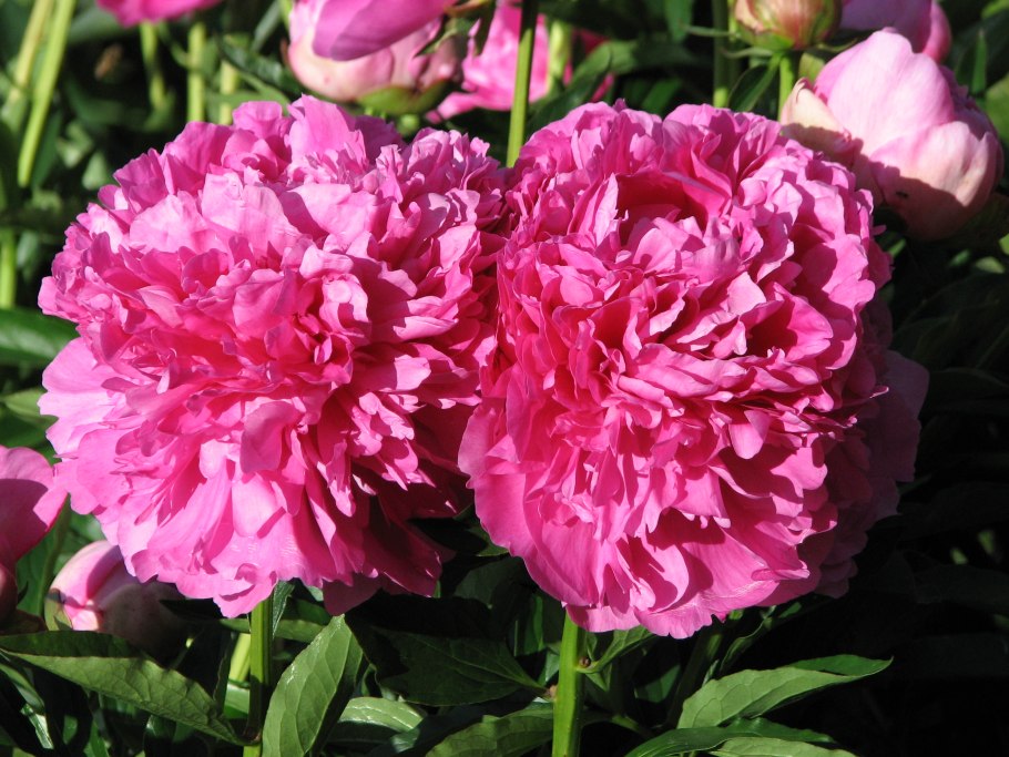 Paeonia Varenka