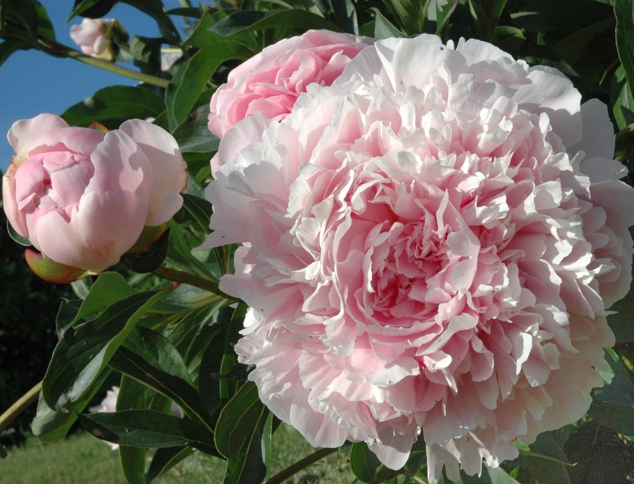 Пион Корал Чарм