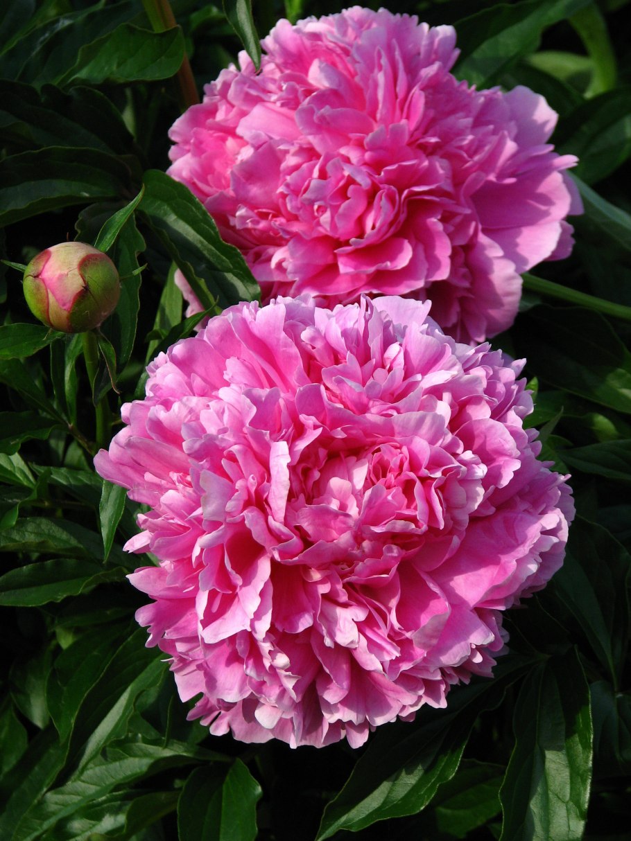 Пион травянистый утренний иней