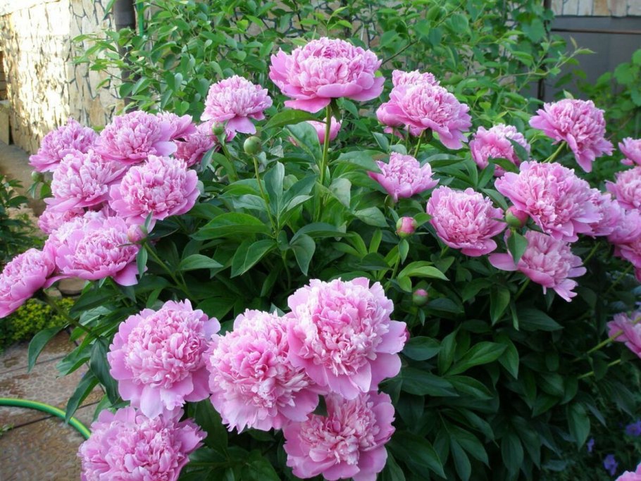 Пион травянистый мадам Годишо