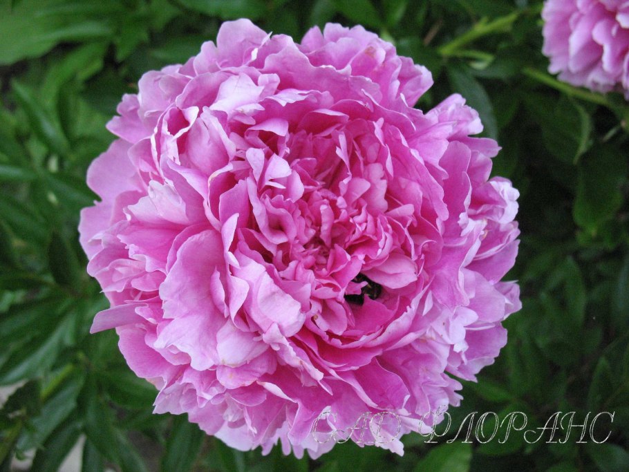 Пион сорт Варенька