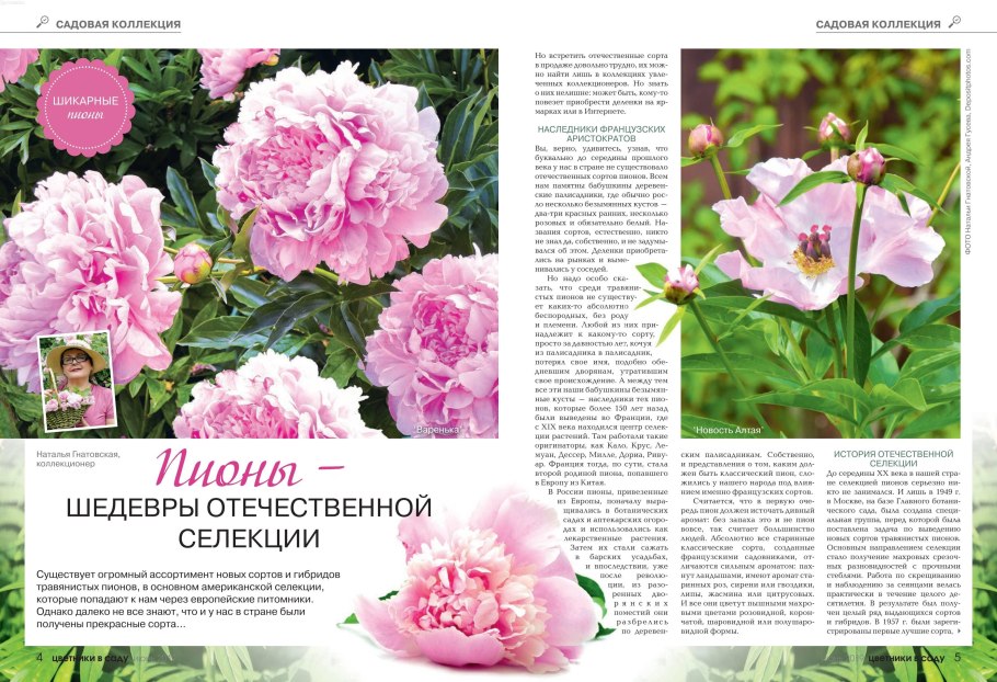 АК Цицина пион