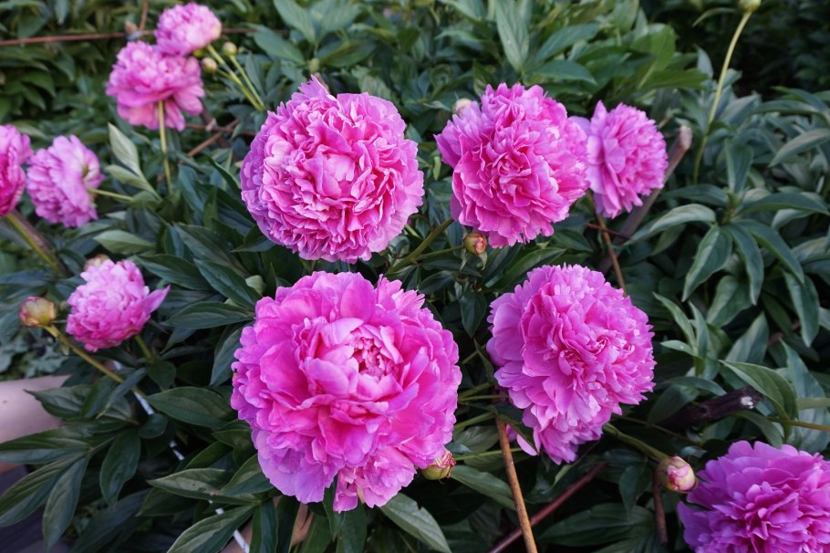 Пион Варенька (Paeonia Varenka)