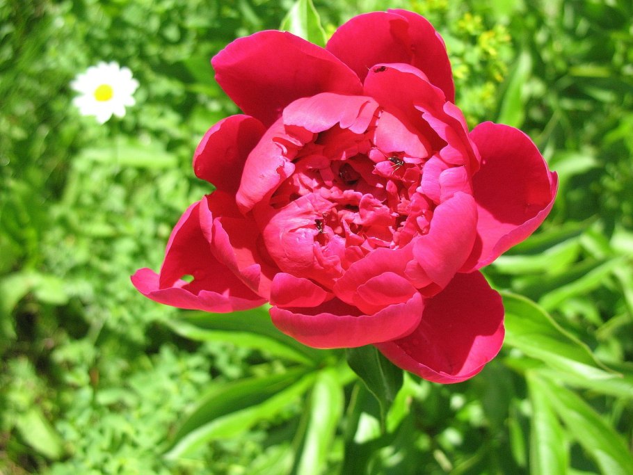 Пион Мари Лемуан