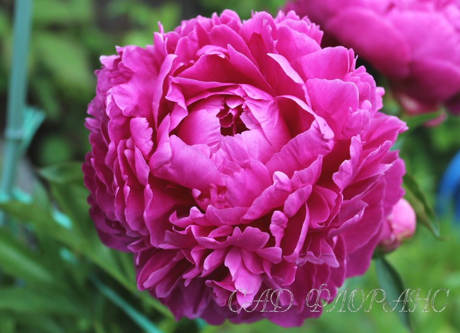 Сроки цветения пионов таблица