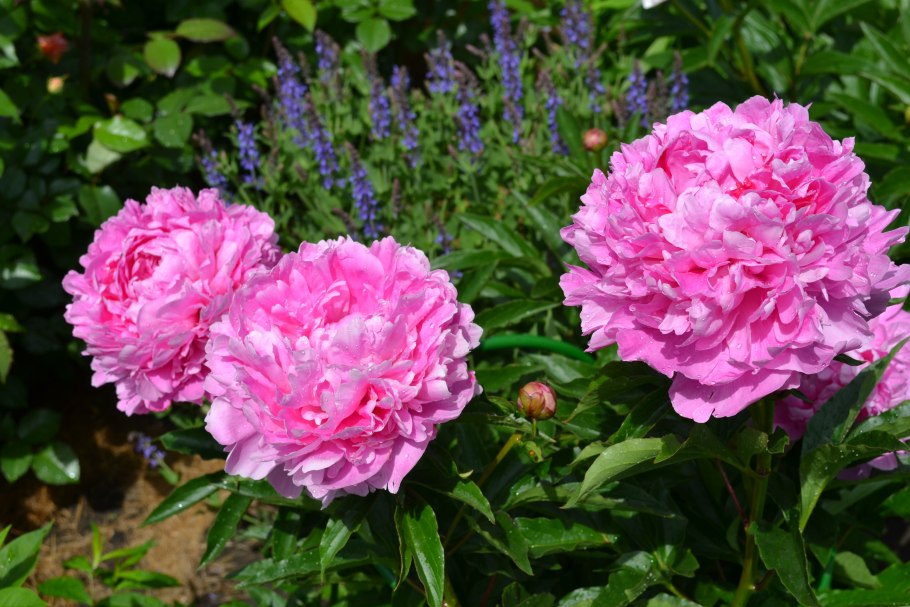 Glory Hallelujah пион