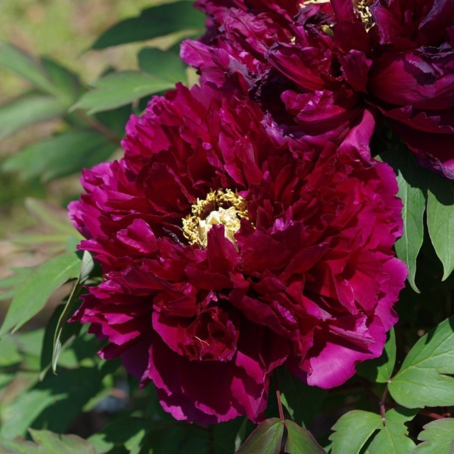 Пион инсайд Мориарти