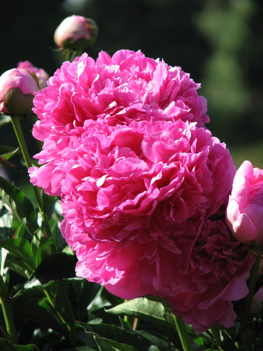 Paeonia Роланд