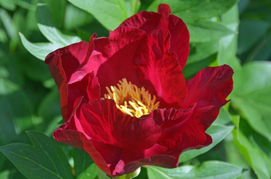 Дорожка из пионов