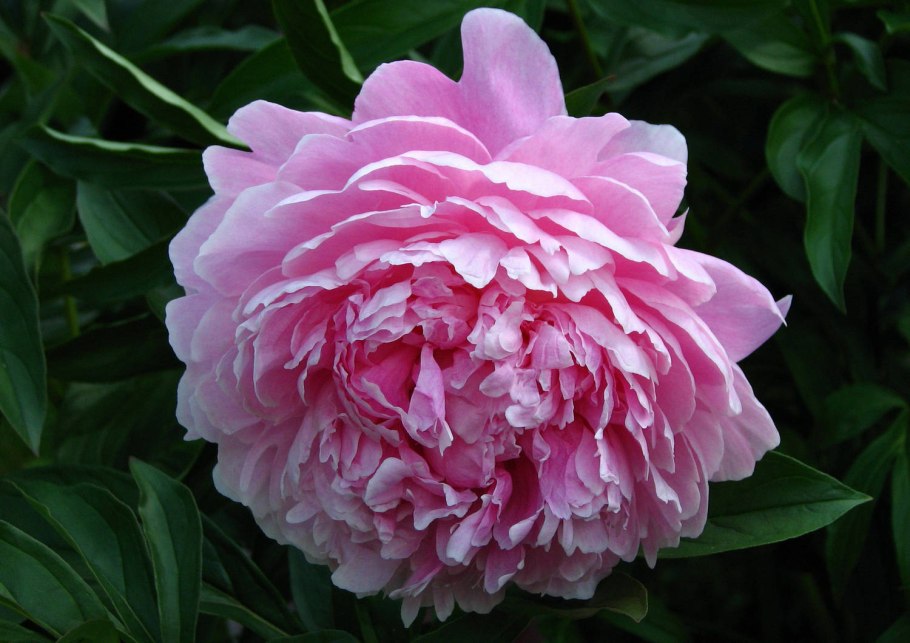 Пион сорта первенец