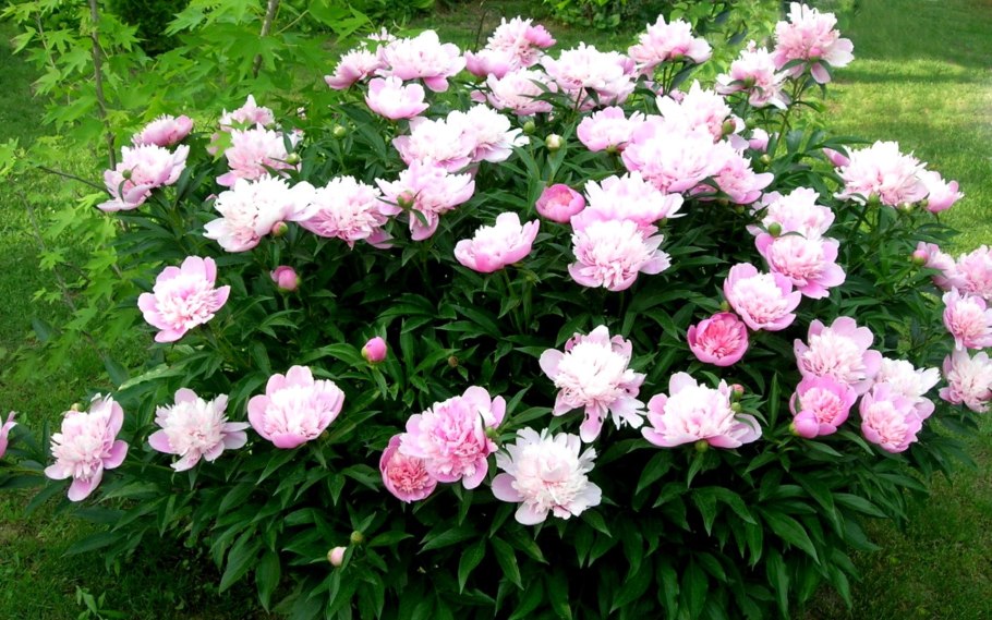 Пион Джулиска