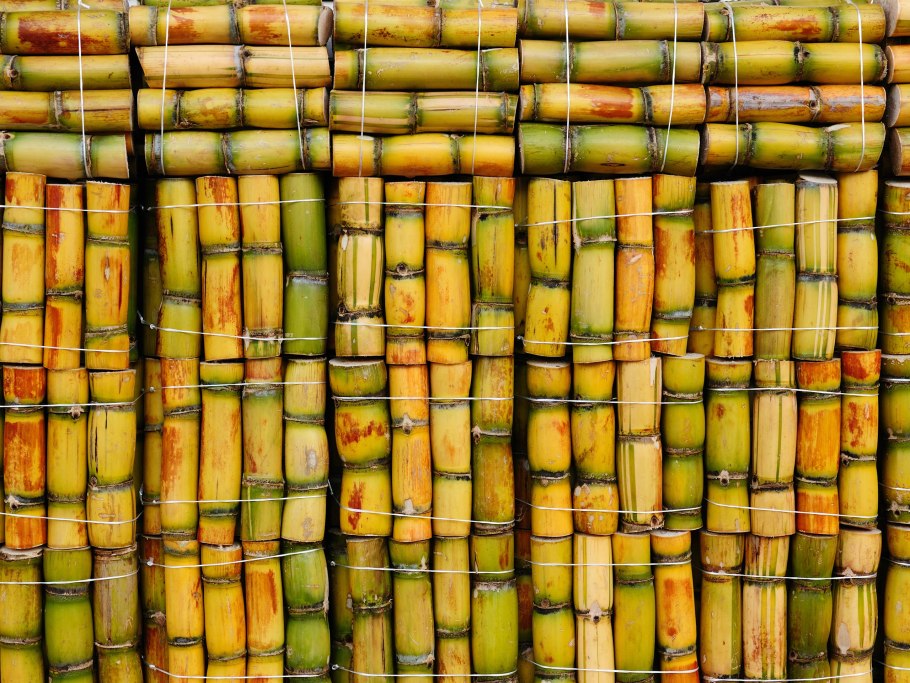 Тропический лес Индии