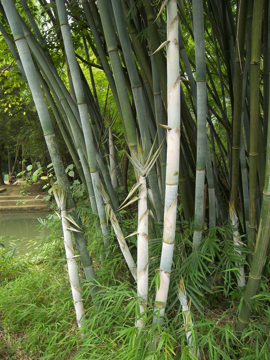 Сахарный тростник и бамбук