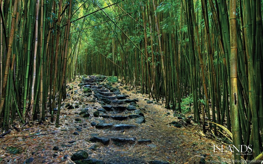 Хвощ тростниковый бамбук