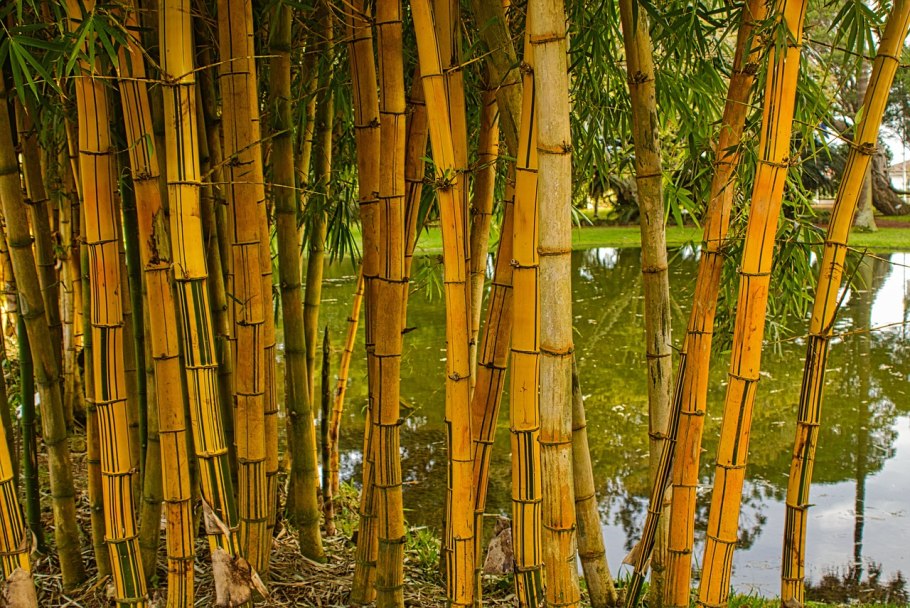 «Бамбук» ra 478839