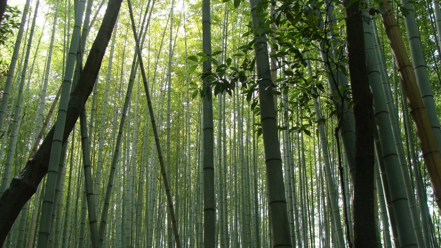 Бамбуковая роща Вьетнам