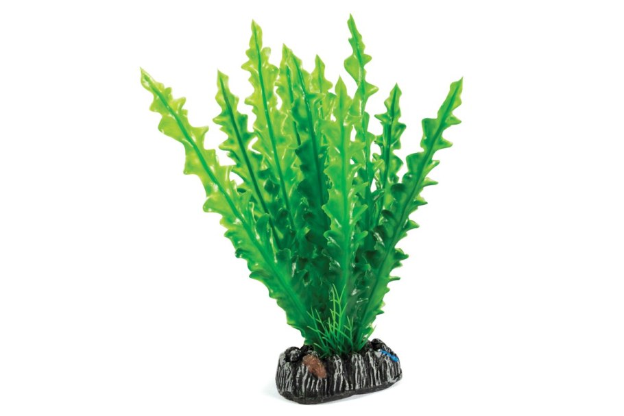 Апоногетон ульвацеус