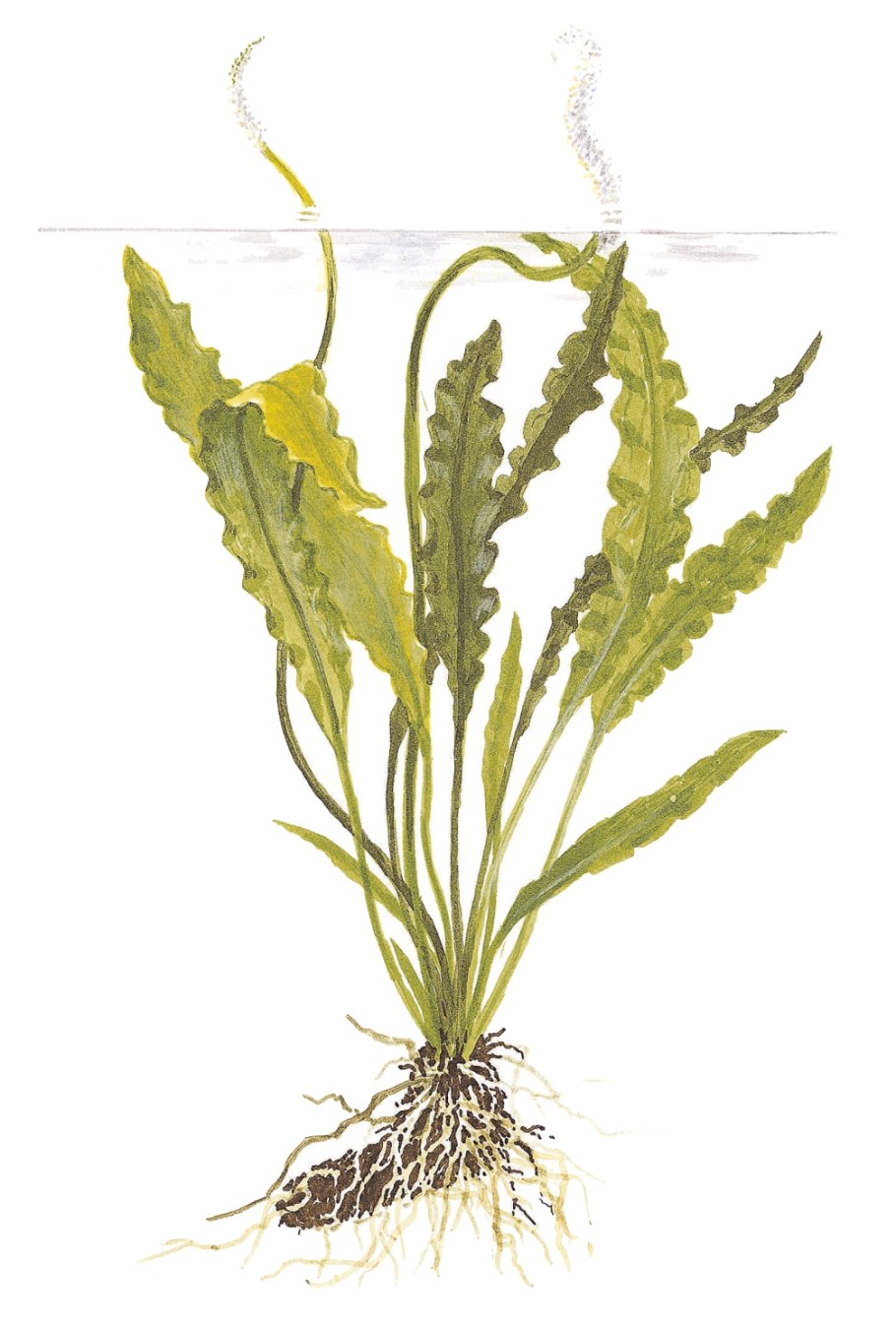 Апоногетон клубень