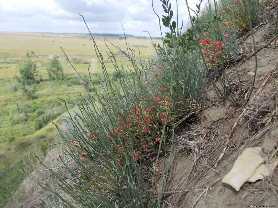 Хвойник двухколосковый Ephedra distachya