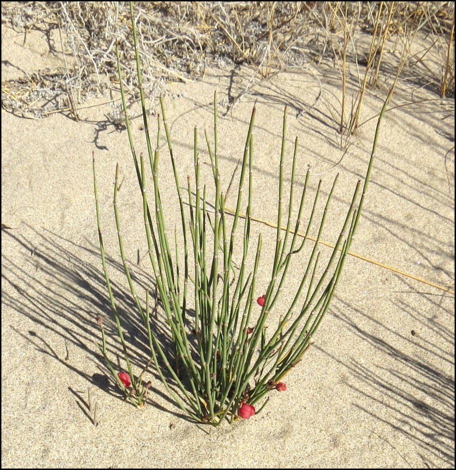 Хвойник эфедра