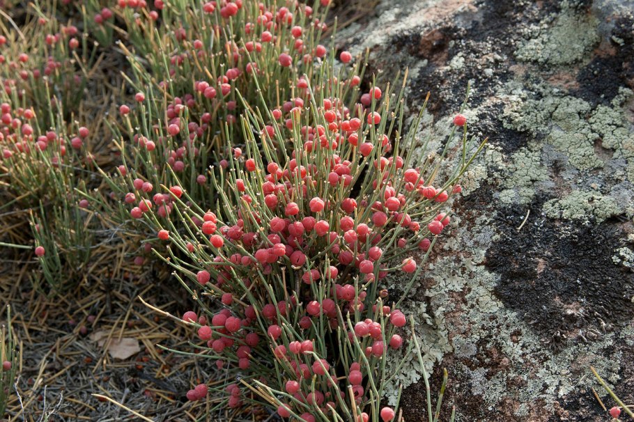 Мексиканская эфедра