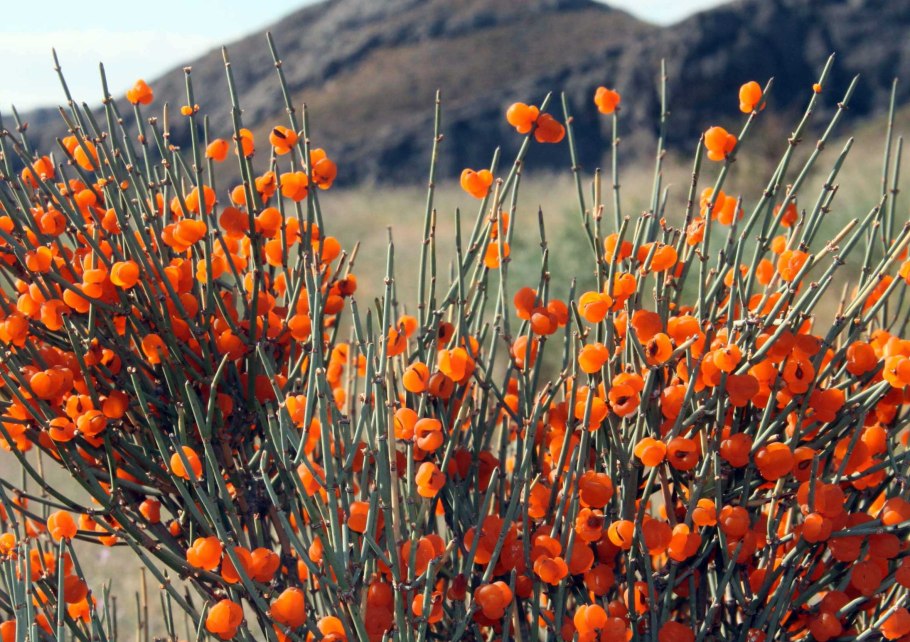 Эфедра хвойник