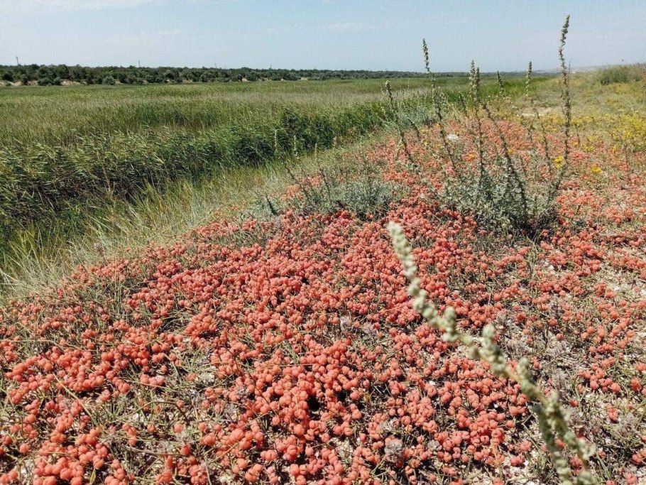Эфедра двухколосковая