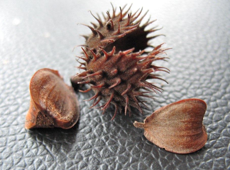 Бук дерево семена