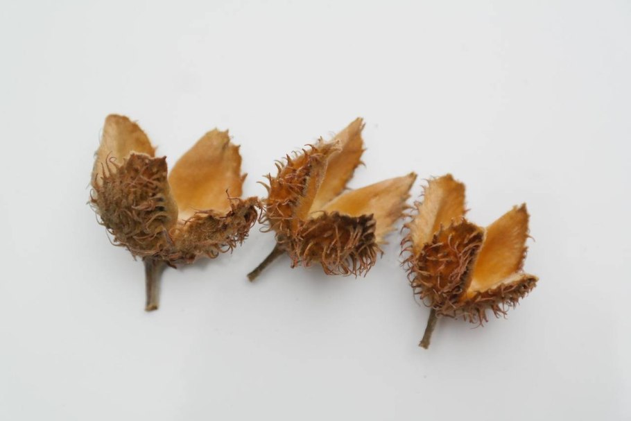 Бук Европейский плод