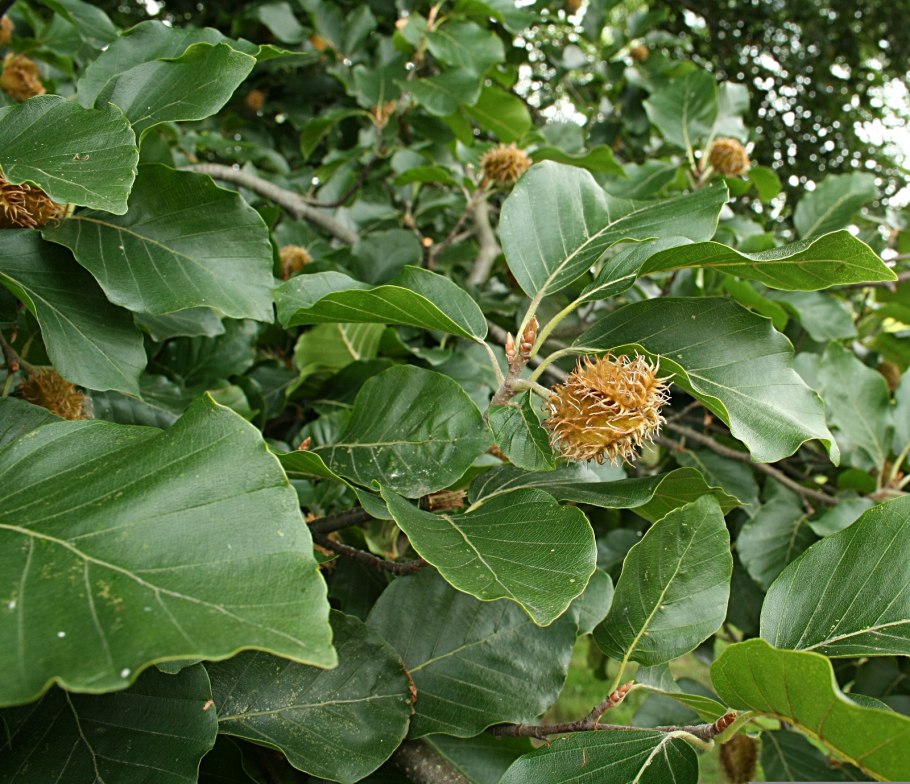 Fagus grandifolia
