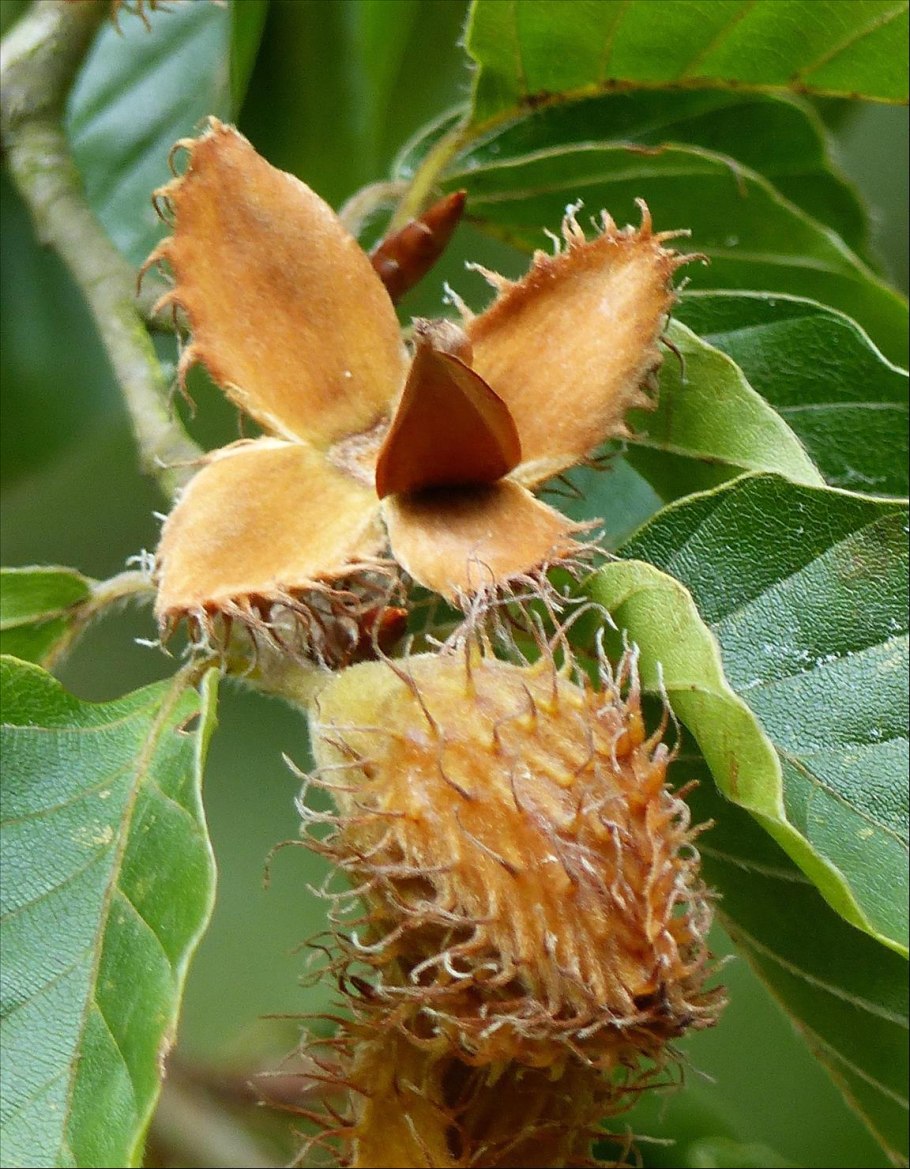 Каштан посевной (благородный) – Castanea Sativa