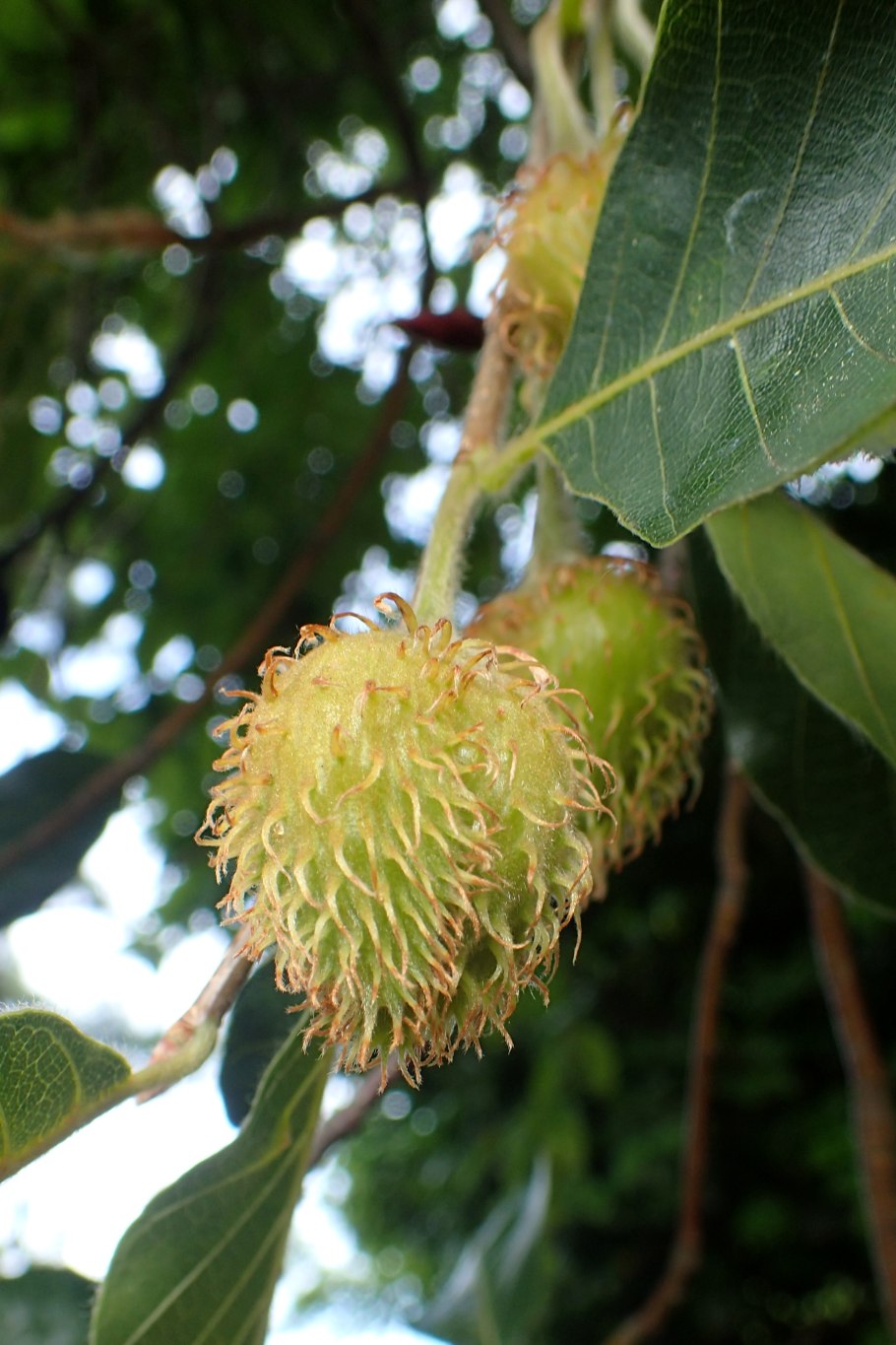 Бук Лесной Европейский