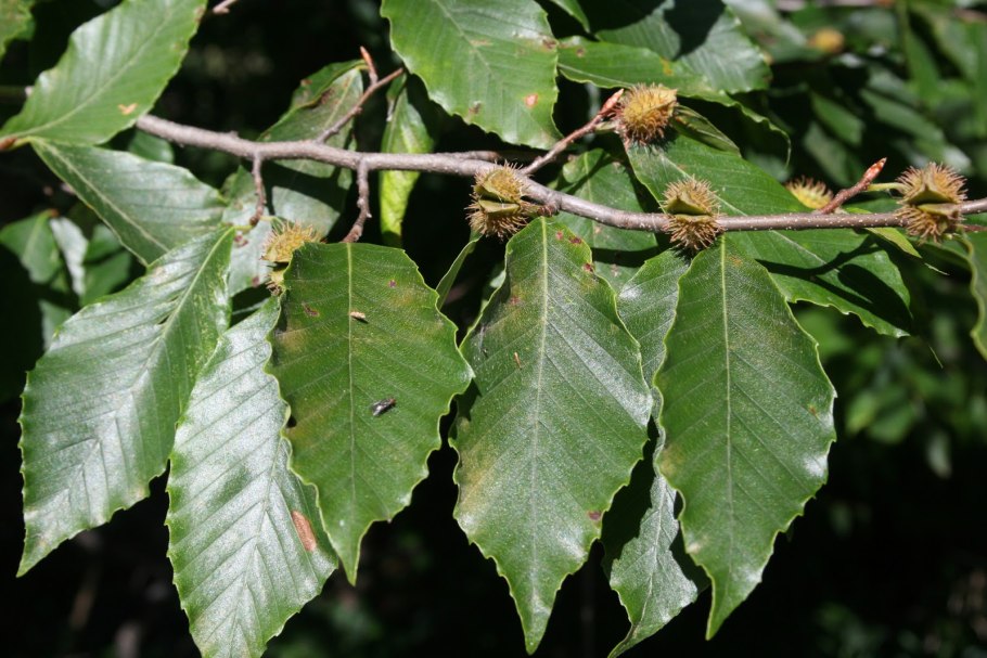 Бук Лесной семена