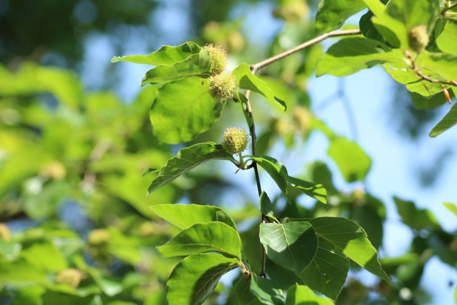 Бук Лесной плод