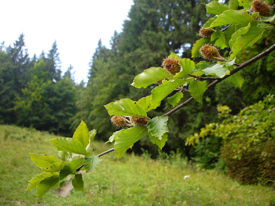 Дуб черешчатый цветение