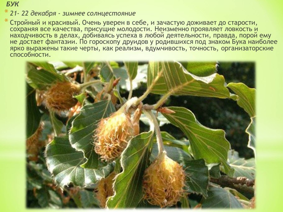 Чинарики орешки дерево