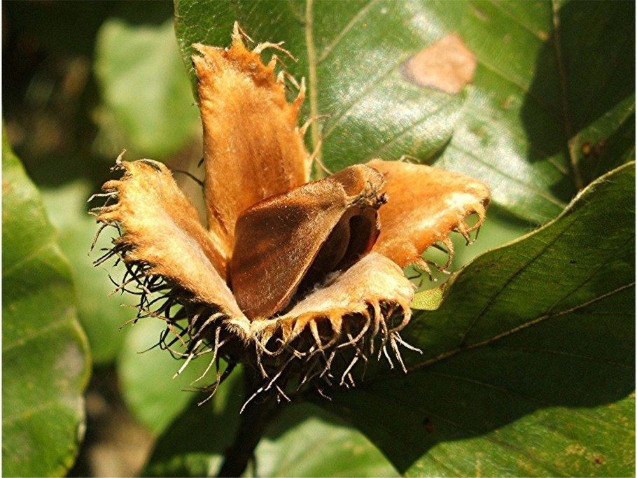 Буковые чинарики