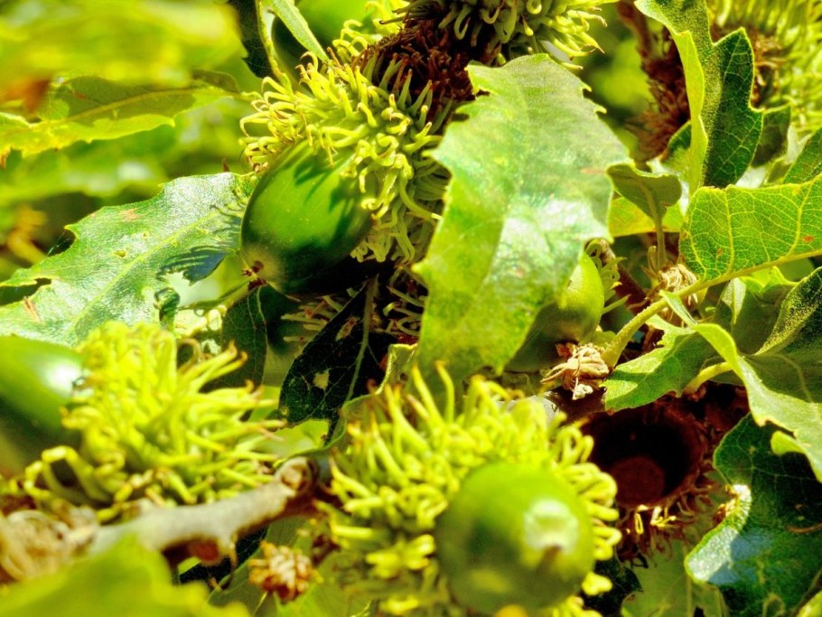 Fagus sylvatica семена